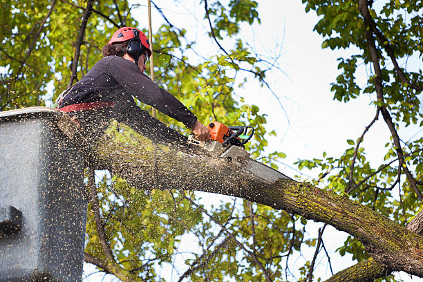 Best Tree Trimming Near Me  in Camp Barrett, VA